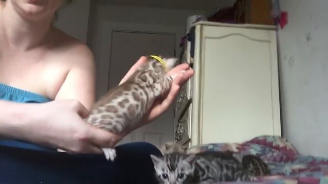 Sahara's Famous Cats Litter At 3 Weeks Old