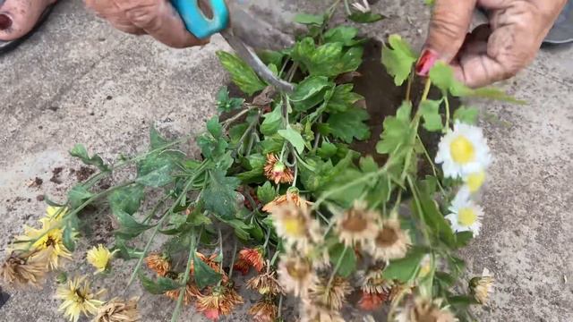 Save Chrysanthemum After Flowering | Learn To Grow Chrysanthemum From Cuttings