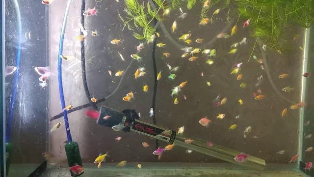 Тернеция глофиш Glofish малькам 33 дня