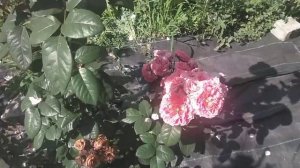 Роза Нотр-Дам же розари цвет