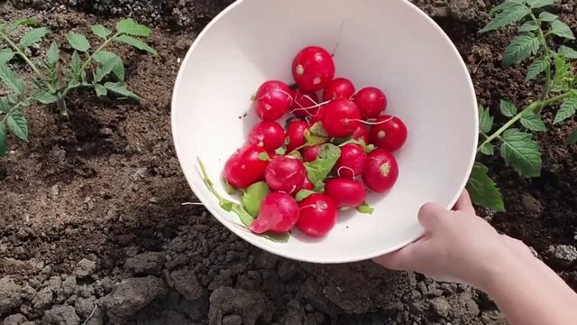 2 правила выращивания вкусной редиски смотреть онлайн