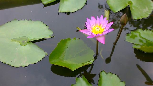 How an Aqua farm is growing Lotus Plants for Ponds смотреть онлайн