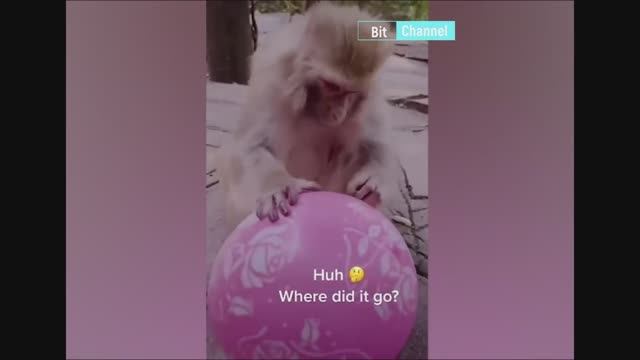 Угарная подборка новых приколов с животными. Ржачные коты и собаки. смотреть онлайн