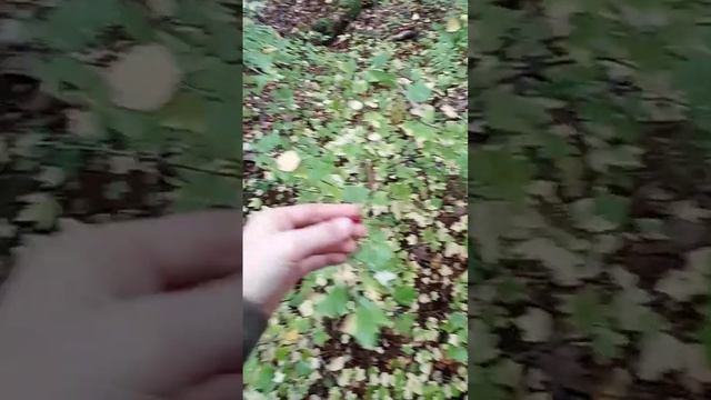 как найти красную смородину в лесу.
