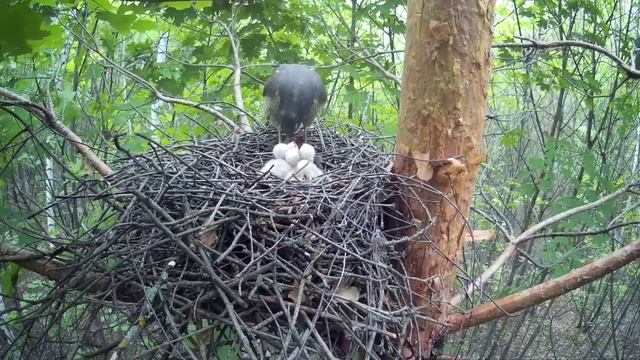 Самка ястреба-перепелятника кормит птенцов смотреть онлайн