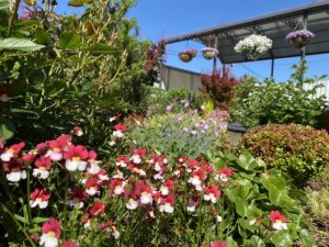 ОБРЕЗКА почвопокровных растений/ флокс шиловидный / СТРИЖКА кустарников/ барбарисы и спирея серая/✂️