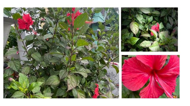 🌺Hibiscus | Plant of the day #hibiscus #plantoftheday #plant #benefits #tamil #botany #botanymiss смотреть онлайн
