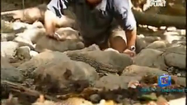 Be The Creature: Komodo Dragon - Pt 2 смотреть онлайн