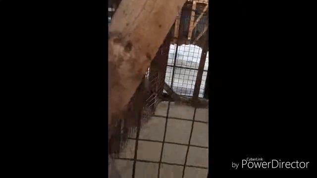 я на масленицы, меня катают на настоящих Хаски,самаедов и маламутов как на аляски!!! смотреть онлайн