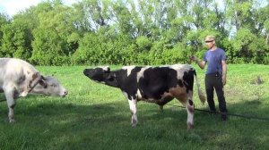 сдал быка перекупам, купили теленка на замену гаврюхе