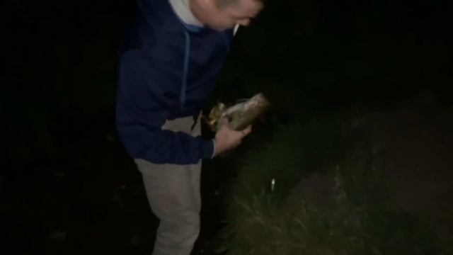 Ловля сома на печень с берега. Ночная ловля сома на донки смотреть онлайн