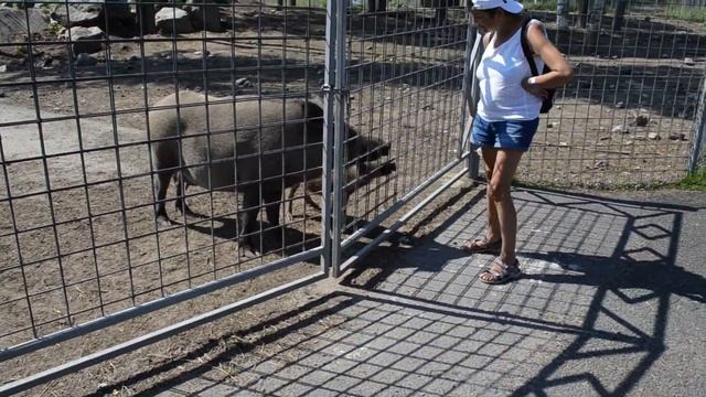 Карельский зоопарк, бабушка кормит кабанов, и других диких животных.