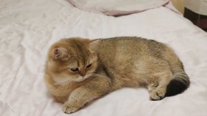 Британская Золотая Шиншилла