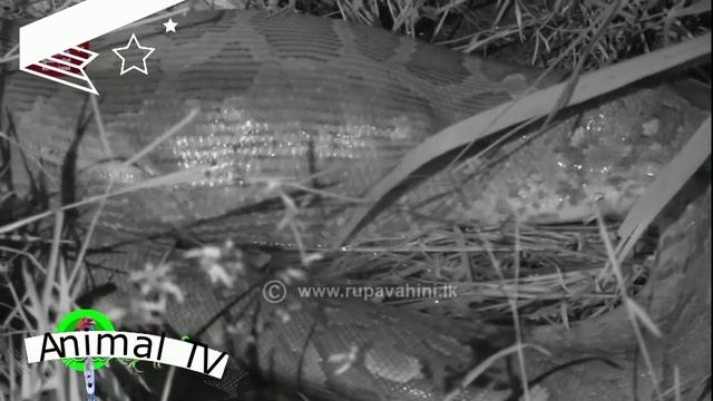 A big Anaconda(python) Vs Peacock смотреть онлайн
