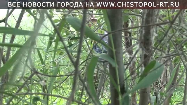 Орнитологи исследуют «Чистые луга» смотреть онлайн