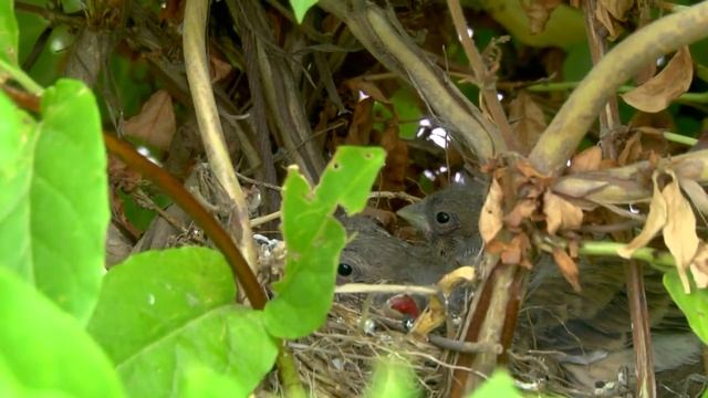 (Диск №72) - КТО ЛЮБИТ - ТОТ ЛЮБИМ, КТО СВЕТЕЛ - ТОТ И СВЯТ! смотреть онлайн