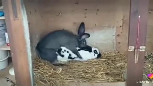 Кролик xxx смотреть онлайн