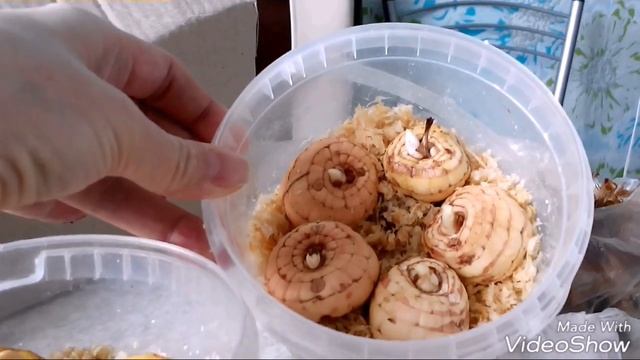 Мои новые растения в саду. Роза. Лилейник. Гладиолусы. Тигридия. смотреть онлайн