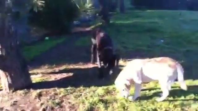 Dog fight смотреть онлайн