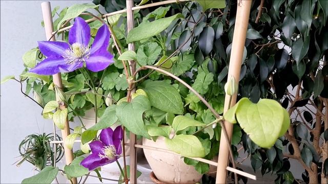 Комнатные и НЕ комнатные ЦВЕТЫ дома ЗИМОЙ! смотреть онлайн