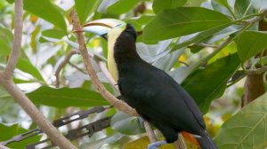 ТУКАН. ВСЕ О ТУКАНАХ. ТРОПИЧЕСКАЯ ПТИЦА ТУКАН. ЖИВОТНЫЕ. РАЗВИВАЮЩЕЕ ВИДЕО О ЖИВОТНЫХ ДЛЯ ДЕТЕЙ