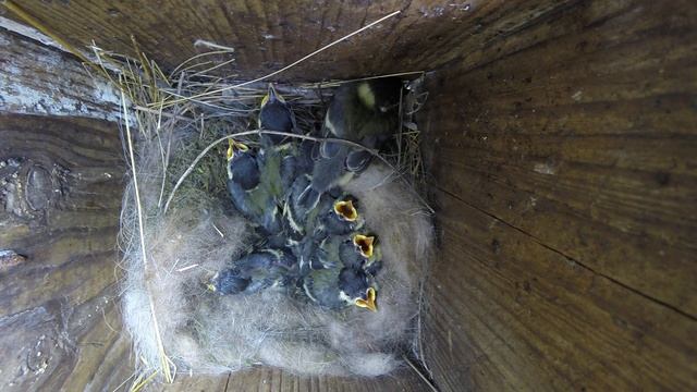 Синица большая №150603 3 скворечник в школьном саду 2015 06 03 1 смотреть онлайн