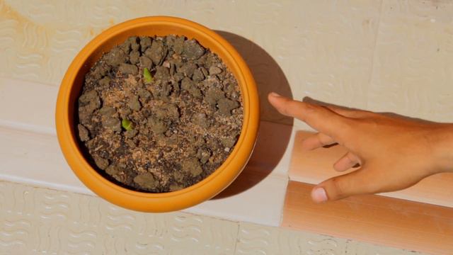 How to grow Gladiolus bulbs/corms | Start to Finish complete video | Engineer's Planter смотреть онлайн