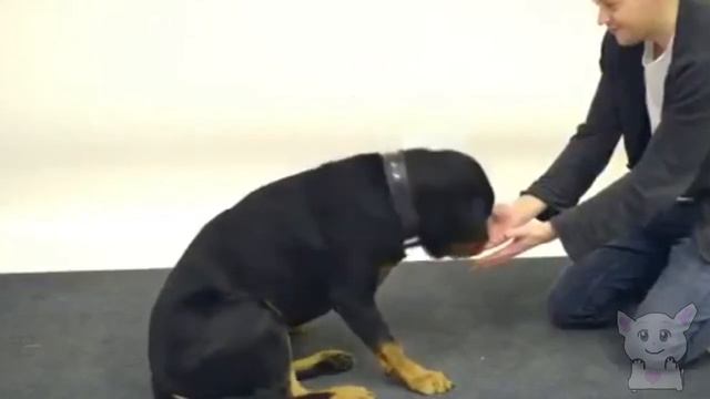 Реакція тварин на фокуси (Тварини №2)