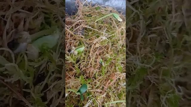 выращиваю огурцы без полива во мхе смотреть онлайн