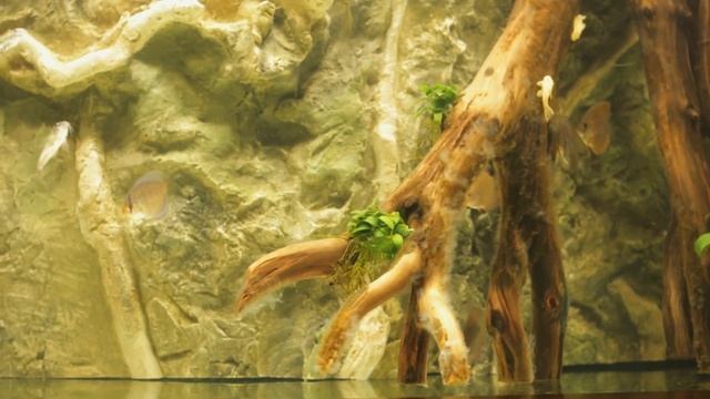 150g Freshwater - Week 1 смотреть онлайн