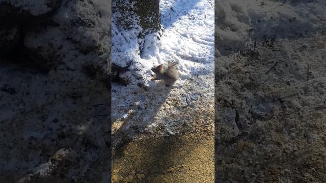 Тропа здоровья Ставрополь, встретил белок... смотреть онлайн