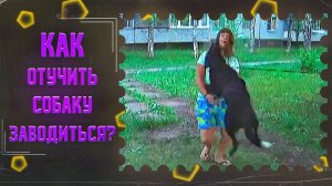 Как отучить собаку прыгать на людей и возбуждаться при виде собак(один из способов)