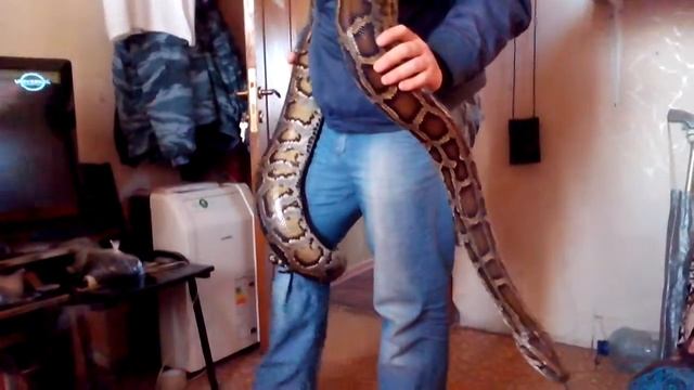 Большой питон (змея) смотреть онлайн