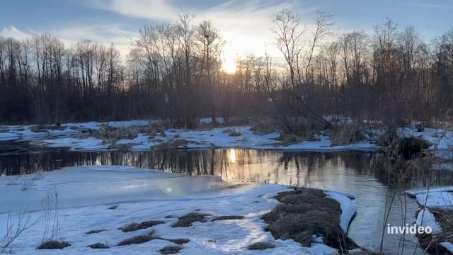 Мы гуляем по реке, коровы по полю! #природа #река #красота #корова #животные #деревня #герефорд #ре смотреть онлайн