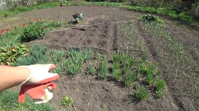 Дела "колхозные". Работаю с культиватором Elitech смотреть онлайн