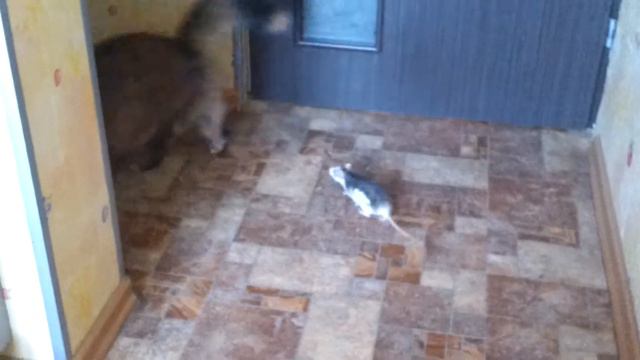 Кошка и крыса. смотреть онлайн