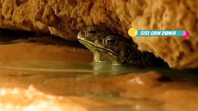 Aneh, Belasan Katak Tertangkap Kamera Tunggangi Ular Piton смотреть онлайн