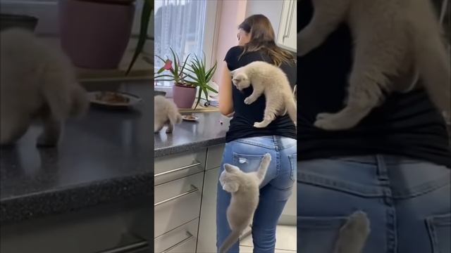 Kittens Climb Their Mom As They Couldn’t Wait For Food