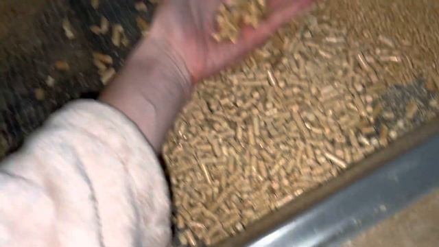 Сложно ли жить с морской свинкой? содержание//уход и забота о зверюшке ! смотреть онлайн