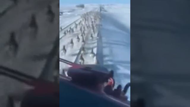 Стадо антилоп угодило под поезд смотреть онлайн