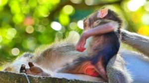 Tiny baby Bean struggles to grab Mom Button while her mom getting extra milk.