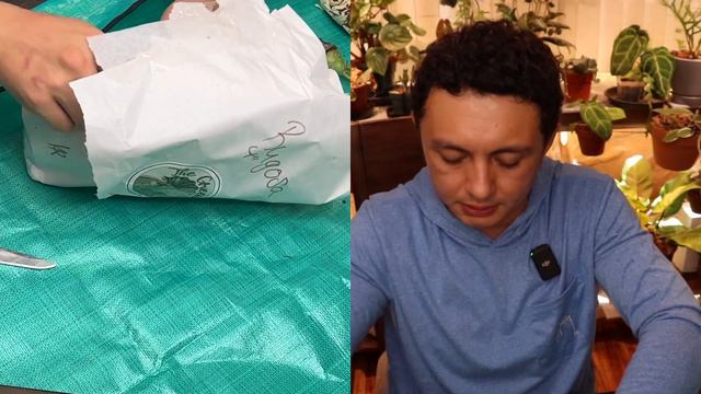 Plant unboxing from The Green Escape ; Show me the Green episode 36 смотреть онлайн