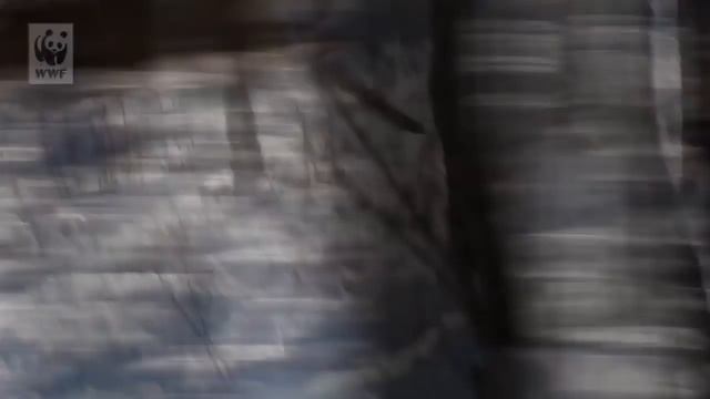 Снежный барс принц гор, Тигр, Медведь, Животные дикой природы дальней тайги смотреть онлайн