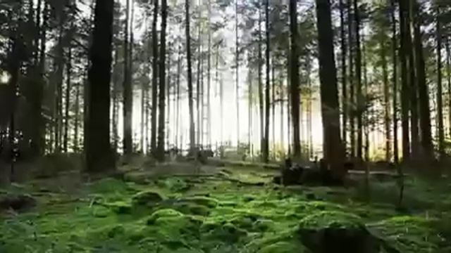 Forest Floor Tilt Up смотреть онлайн