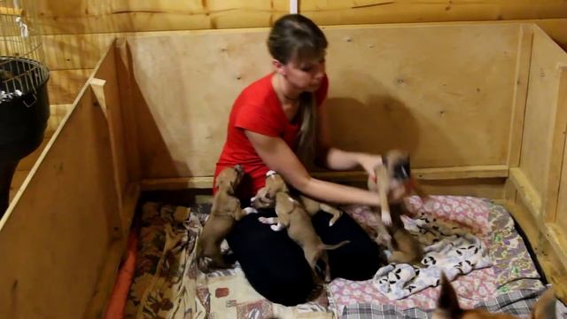 Щенки стаффа. GaidJewel's kennel: Мои сладкие кутята стаффордята))) смотреть онлайн