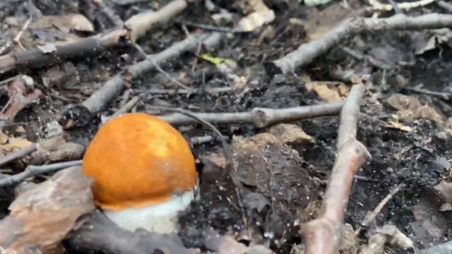 Интересный поход по грибы в папоротниковый лес. смотреть онлайн