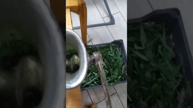 Приготовление чая из кипрея (иван-чая). Часть 3. Измельчение сырья. #иванчай #кипрей смотреть онлайн