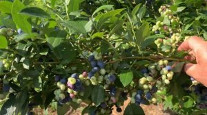 Сорт голубики Цукертраубе.