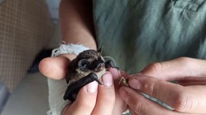 Как поймать и приручить летучих мышей, краткий обзор.