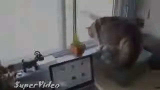 Крутой Котэ! Очко не Железное! Просто Ржач! смотреть онлайн